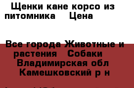 Щенки кане корсо из  питомника! › Цена ­ 65 000 - Все города Животные и растения » Собаки   . Владимирская обл.,Камешковский р-н